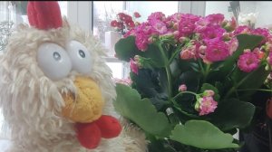 КУ-КУ, КУ-КУ ☝️💯ЗАЧЕМ КУКУКАТЬ ТО🤷🫤😃.А ШАПОКЛЯКА 🙋 ТО ОПЯТЬ ЕРЗАЕТ😲🤦.ЗАНОЗЫ СОБИРАЕТ.....💯