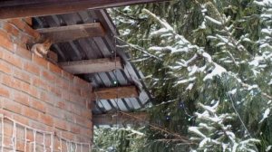 замечательные белки