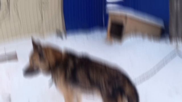 Эдит с Громом смотреть онлайн