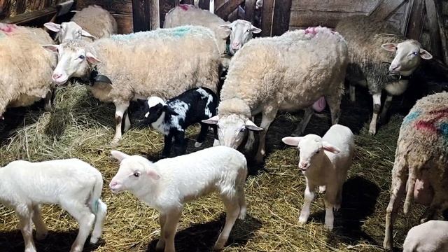 ПРОФИЛАКТИКА МАСТИТА У ОВЕЦ!