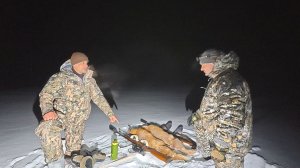 ОХОТА НА РЫЖИХ ХИЩНИКОВ С ВАСИЛЬЕВИЧЕМ/ОБА КАРАБИНА ОТРАБОТАЛИ НА ОТЛИЧНО. РЕГУЛИРУЕМ ЗВЕРЯ НА ПАРУ.