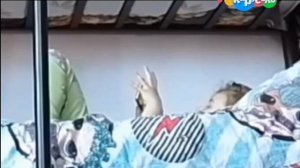 Анонс Пашоу Карусель Старый Свиняха 27.02.2026 г. записано в 17:33