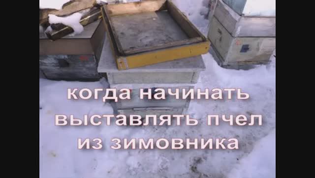 когда и как лучше выставлять пчел из зимовника , февраль на пасеке ( видео из архива ) смотреть онлайн