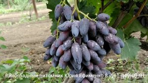 виноград Флагман