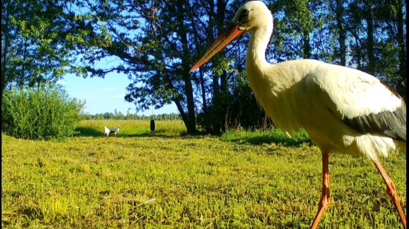 Животные и птицы Псковской области с фотоловушки Юры Зильберборд.