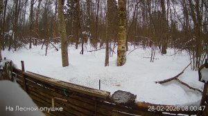 LIVE: На лесной опушке. Природа онлайн