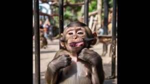 Все разглядывают меня в упор, как в зоопарке, сейчас они высунут языки и будут показывать рожи...