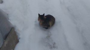 Зверье мое.