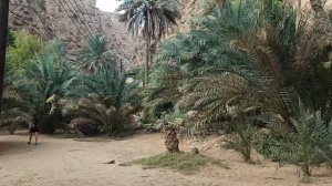 Идти примерно час!Ослики и пальмы!