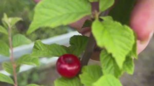Новые вишни и черешни в саду. Гигант Ред, колоновидные сорта и первые ягоды