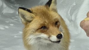 (1228) Лиса приходит в гости.  Февраль 2026