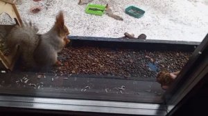 последний день зимы в вольном диком зоопарке за окном