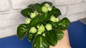 Фиалки. Обзор сортов. 27.02.2026