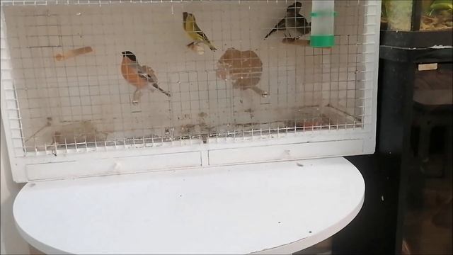 Доработал самодельную клетку для певчих птиц от мусора