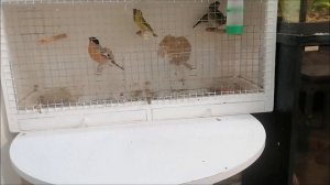 Доработал самодельную клетку для певчих птиц от мусора