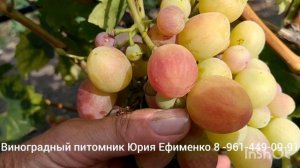 виноград Купидон