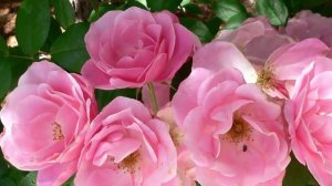 МУЗЫКА, КОТОРАЯ ПОМОГАЕТ РАССЛАБИТЬСЯ, ПОГРУЗИТЬСЯ В МЕДИТАЦИЮ И СПОСОБСТВУЕТ ЗДОРОВОМУ СНУ