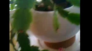 Видео0000 (online-video-cutter.com)