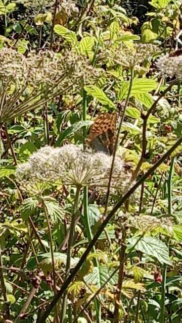 Лесная бабочка на цвету в зарослях малины.Лес красивые виды