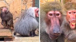 Феня НАТРАВИЛА Веню на нас, а Лида Елисея на макак! МАНИПУЛЯЦИИ анубисов и гамадрилов!