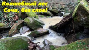 Волшебный лес! Сочи без слов!