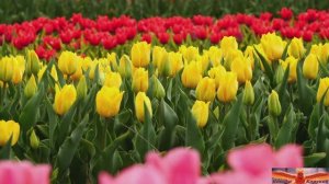 Весна как ток по проводам .   С первым днем весны!