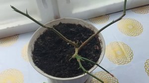 Цитокининовая паста работает. Лимон ожил.