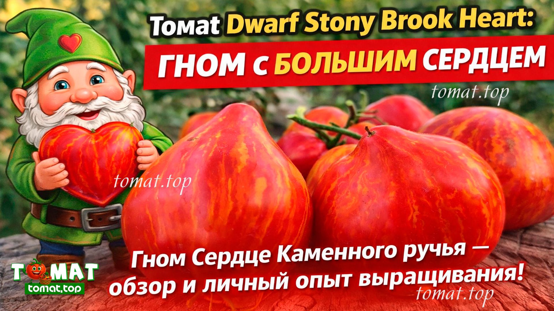 Томат Dwarf Stony Brook Heart: Гном с большим сердцем. Гном Сердце Каменного ручья — обзор и отзыв Томат Dwarf Stony Brook Heart: Гном с большим сердцем. Гном Сердце Каменного ручья — обзор и отзыв