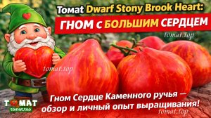 Томат Dwarf Stony Brook Heart: Гном с большим сердцем. Гном Сердце Каменного ручья — обзор и отзыв