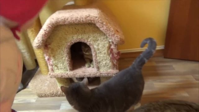 Влог： Спасаем животных! Едем в приют кошечек и собачек смотреть онлайн