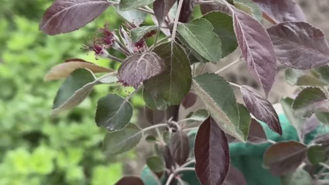 Красномясые яблони Бая Мариса, Эра и Ред Кэти. Новые саженцы и пересадка в кашпо Красномясые яблони Бая Мариса, Эра и Ред Кэти. Новые саженцы и пересадка в кашпо