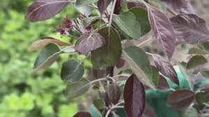 Красномясые яблони Бая Мариса, Эра и Ред Кэти. Новые саженцы и пересадка в кашпо