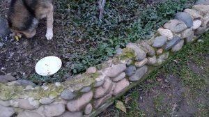 Мухомор шкодник