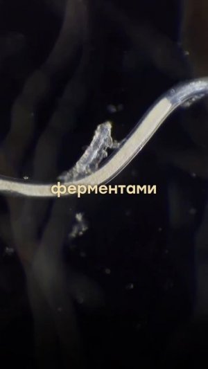 Молоко без лактозы правда полезнее?