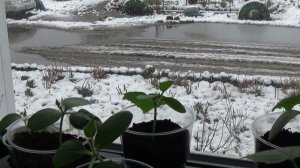 А У НАС ЗИМА..