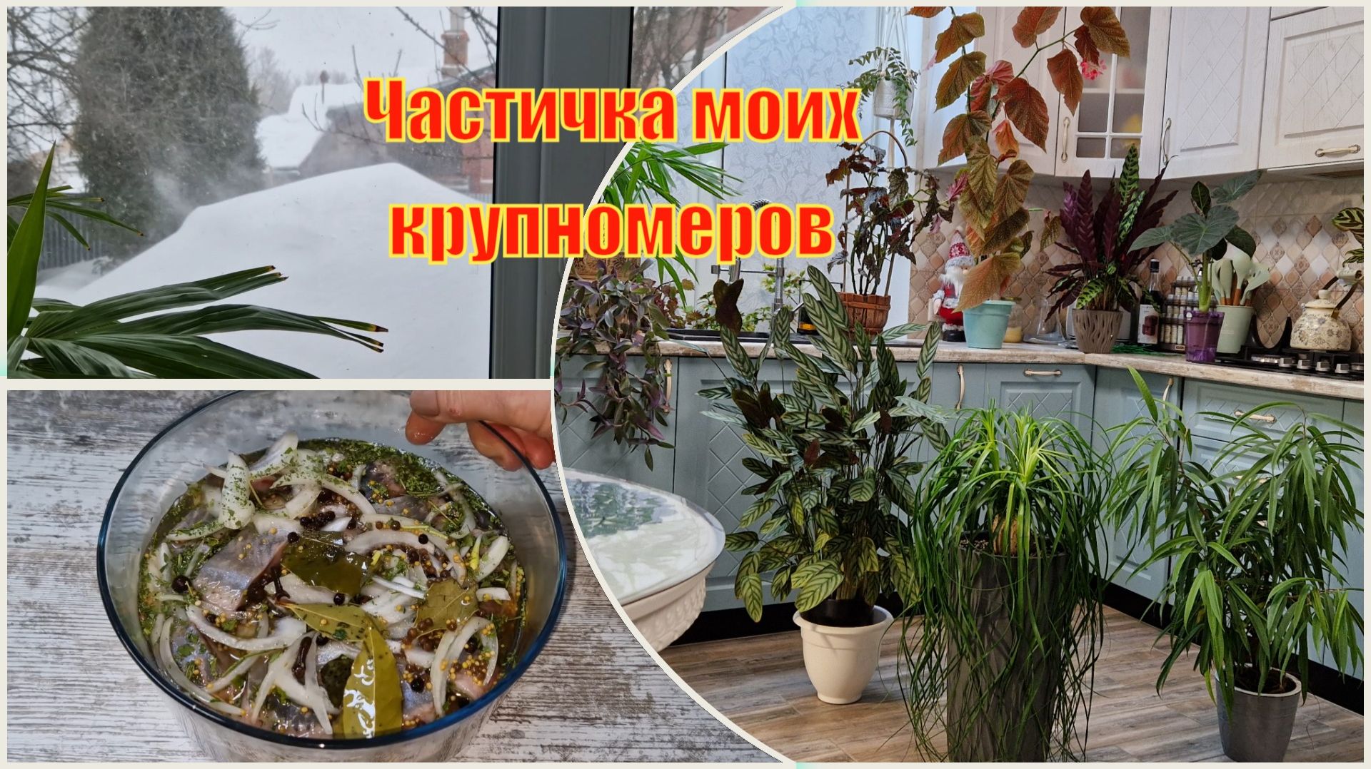 Аж страшно смотреть на это. Садовые крючки на домашних цветах. Селёдочка с петрушкой к застолью.