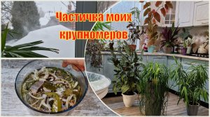 Аж страшно смотреть на это. Садовые крючки на домашних цветах. Селёдочка с петрушкой к застолью.