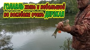 Поклёвку ГОЛАВЛЯ трудно не заметить! Загибает удочку как большой! Рыбалка на реке Ока.