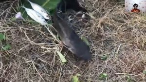 Девушка ловит сома — смотрите, как!