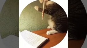 Kitty and pen. Кошечка и ручка