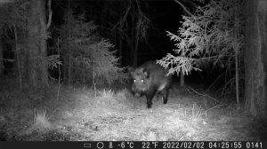 Дикие животные рядом с нами | Лиса, косуля, кабан, куница, сова