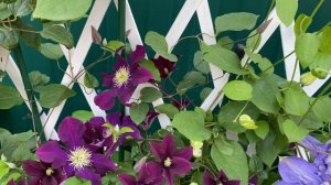 5 главных особенностей, которые сделают выращивание клематисов в кашпо успешным!