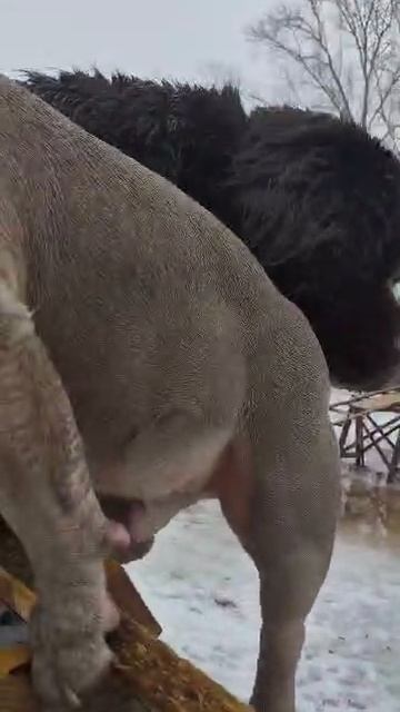 Игорь Алтайский | Кинолог| Дрессировка собак