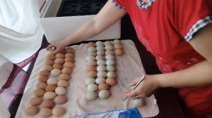 28-02-2026 Запустила инкубатор Несушка.