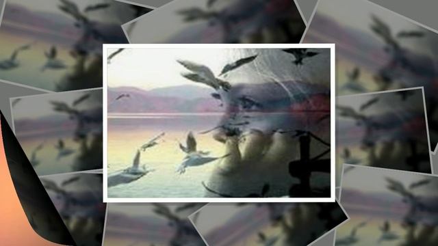 Бродяга-птица