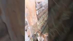 любимые питомцы.mp4