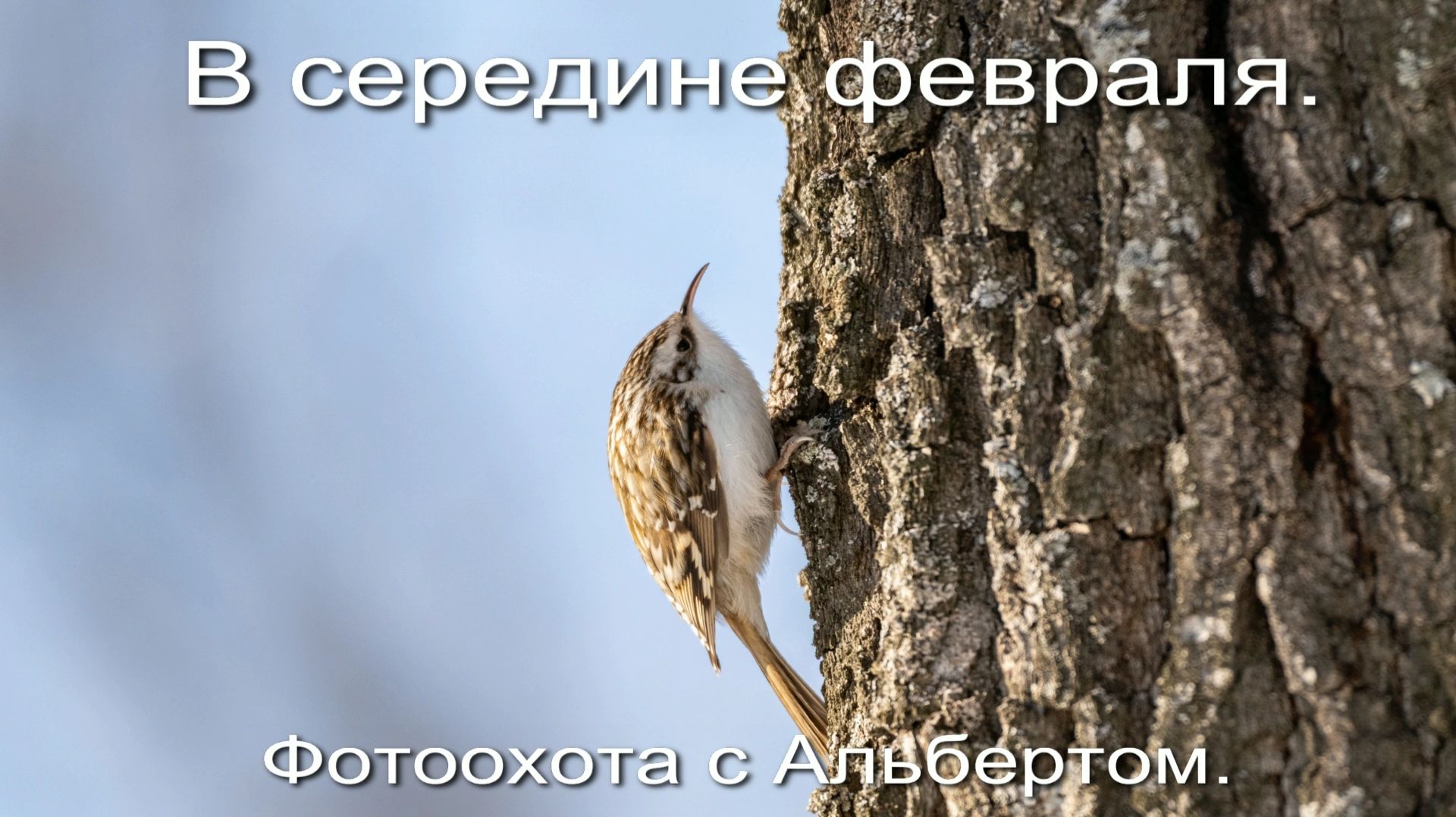 Фотоохота с Альбертом. В середине февраля.