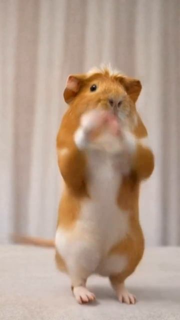 Трендовый танец хомяка