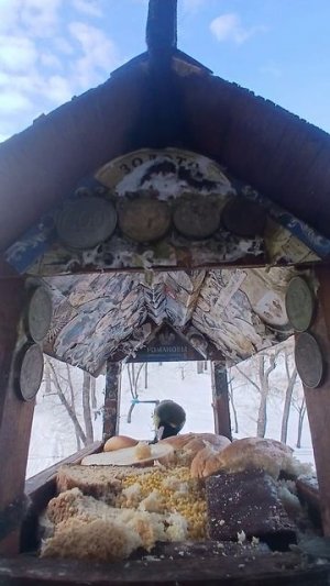 1000010842.mp4Жизнь кормушки.28.02.2026г.