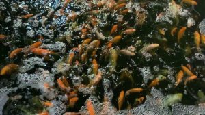 Пруд в гараже.Текущая ситуация